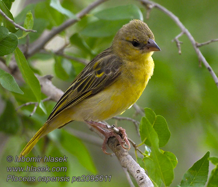 Ploceus capensis Tejedor Cabo Kapinkutoja Tisserin Cap Tessitore Capo