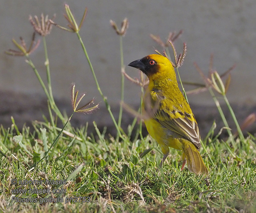 Ploceus galbula キイロハタオリ Rüppells Wever Brunmaskevever