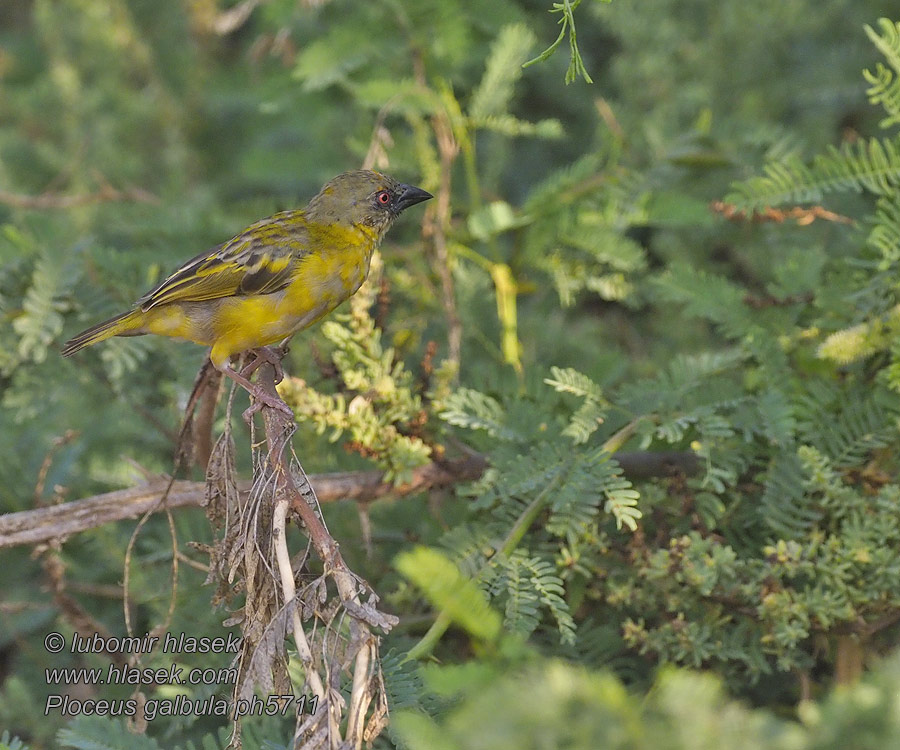 Ploceus galbula Gilbweber Brunmasket Væver Rueppell's Weaver