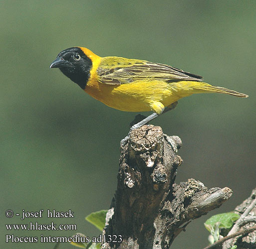 Ploceus intermedius Lesser Masked-Weaver masked weaver Lille Væver Ustanaamakutoja Tisserin intermédiaire Cabanis Kleine textorwever textor wever Tessitore Mascherato Minore Cabanisweber Cabanis-Weber Snovač maskový Tejedor Enmascarado Chico Maskvävare Kleingeelvink コメンガタハタオリ メンハタオリ Liten textorvever Småmaskevever Wiklacz sawannowy Tecelão pequeno mascarilla Tecelão-pequeno-de-mascarilha