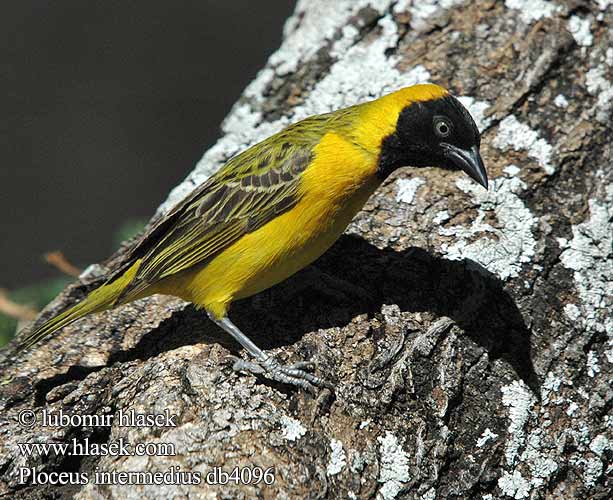 コメンガタハタオリ メンハタオリ Liten textorvever Småmaskevever Wiklacz sawannowy Tecelão pequeno mascarilla Tecelão-pequeno-de-mascarilha Ploceus intermedius Lesser Masked-Weaver masked weaver Lille Væver Ustanaamakutoja Tisserin intermédiaire Cabanis Kleine textorwever textor wever Tessitore Mascherato Minore Cabanisweber Cabanis-Weber Snovač maskový Tejedor Enmascarado Chico Maskvävare Kleingeelvink