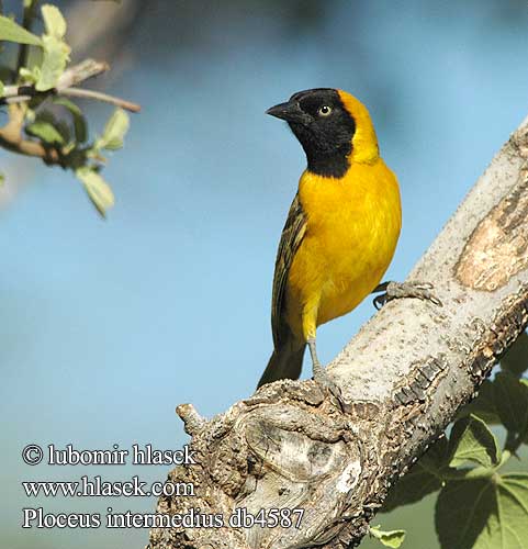 Wiklacz sawannowy Tecelão pequeno mascarilla Tecelão-pequeno-de-mascarilha Ploceus intermedius Lesser Masked-Weaver masked weaver Lille Væver Ustanaamakutoja Tisserin intermédiaire Cabanis Kleine textorwever textor wever Tessitore Mascherato Minore Cabanisweber Cabanis-Weber Snovač maskový Tejedor Enmascarado Chico Maskvävare Kleingeelvink コメンガタハタオリ メンハタオリ Liten textorvever Småmaskevever