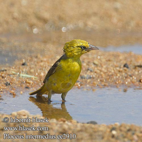 Tecelão-pequeno-de-mascarilha Ploceus intermedius Lesser Masked-Weaver masked weaver Lille Væver Ustanaamakutoja Tisserin intermédiaire Cabanis Kleine textorwever textor wever Tessitore Mascherato Minore Cabanisweber Cabanis-Weber Snovač maskový Tejedor Enmascarado Chico Maskvävare Kleingeelvink コメンガタハタオリ メンハタオリ Liten textorvever Småmaskevever Wiklacz sawannowy Tecelão pequeno mascarilla