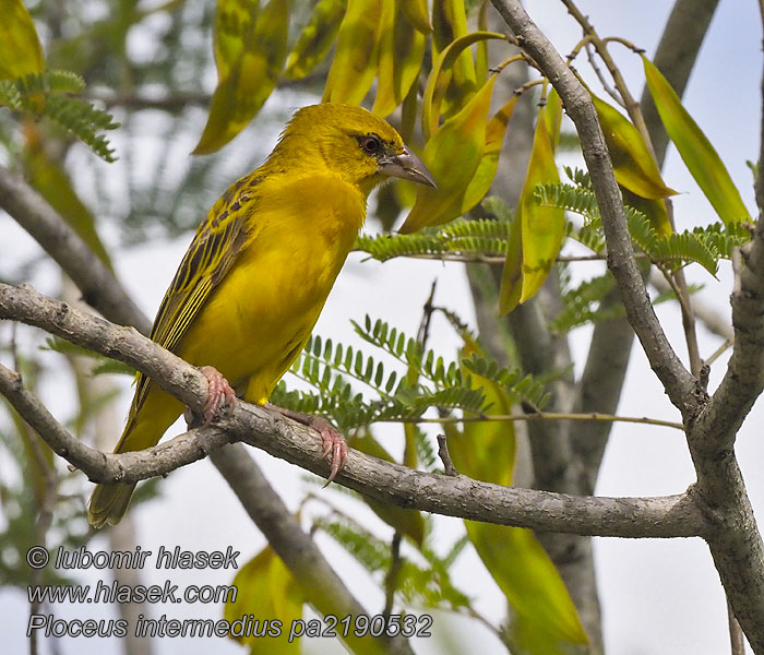 Ploceus intermedius