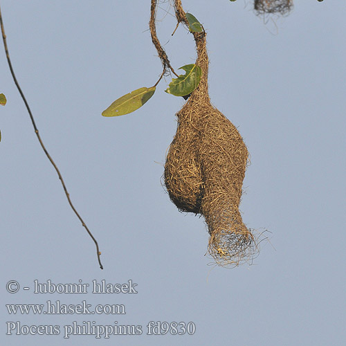 Ploceus philippinus Baya Weaver Snovač asijský Bayaweber Tejedor Baya Tisserin baya Tessitore Baya キムネコウヨウジャク Baya-wever Wiklacz zlotoglowy 黃胸織布鳥 黄胸织布鸟 Pletiarka baja นกกระจาบธรรมดา Burung Tempua Manyar Tempua Bayavæver