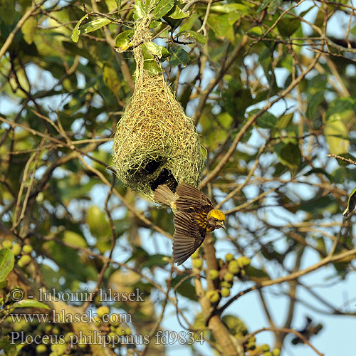 Ploceus philippinus fd9834