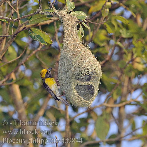 Wiklacz zlotoglowy 黃胸織布鳥 黄胸织布鸟 Pletiarka baja นกกระจาบธรรมดา Burung Tempua Manyar Tempua Bayavæver Ploceus philippinus Baya Weaver Snovač asijský Bayaweber Tejedor Baya Tisserin baya Tessitore Baya キムネコウヨウジャク Baya-wever