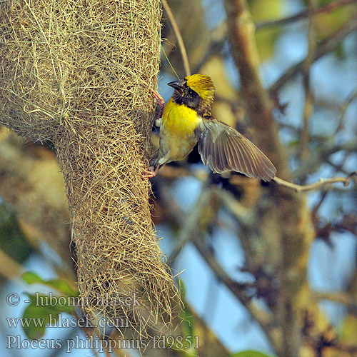 Burung Tempua Manyar Tempua Bayavæver Ploceus philippinus Baya Weaver Snovač asijský Bayaweber Tejedor Baya Tisserin baya Tessitore Baya キムネコウヨウジャク Baya-wever Wiklacz zlotoglowy 黃胸織布鳥 黄胸织布鸟 Pletiarka baja นกกระจาบธรรมดา