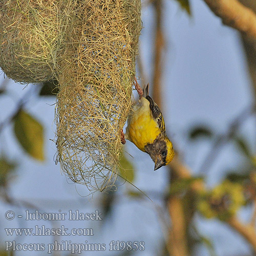 Baya Weaver Snovač asijský Bayaweber Tejedor Baya Tisserin baya Tessitore Baya キムネコウヨウジャク Baya-wever Wiklacz zlotoglowy 黃胸織布鳥 黄胸织布鸟 Pletiarka baja นกกระจาบธรรมดา Burung Tempua Manyar Tempua Bayavæver Ploceus philippinus