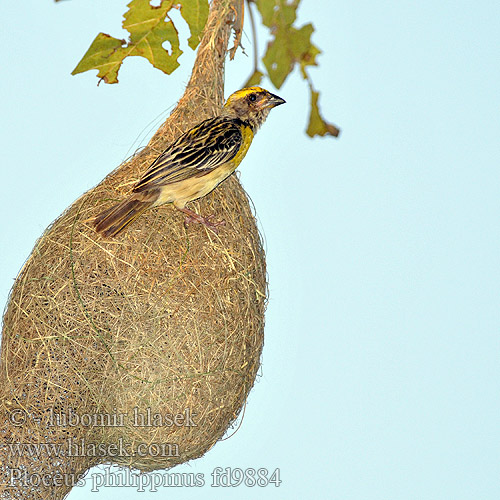 Ploceus philippinus fd9884