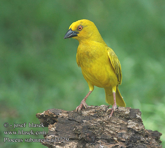 Ploceus subaureus African Golden-Weaver Golden Yellow Weaver Gylden væver Kultakutoja Tisserin jaune Goudwever Tessitore Dorato Comune Goldweber Snovač zlatý Tejedor Dorado Yellow Weaver Geelwewer コガネハタオリ チャガシラキンハタオリ Gullvever Wiklacz zólty Tecelão-amarelo