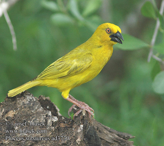 Kultakutoja Tisserin jaune Goudwever Tessitore Dorato Comune Goldweber Snovač zlatý Tejedor Dorado Yellow Weaver Geelwewer コガネハタオリ チャガシラキンハタオリ Gullvever Wiklacz zólty Tecelão-amarelo Ploceus subaureus African Golden-Weaver Golden Yellow Weaver Gylden væver