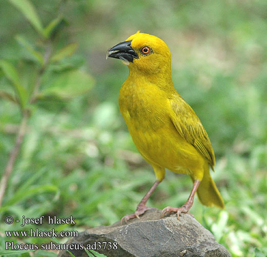 Snovač zlatý Tejedor Dorado Yellow Weaver Geelwewer コガネハタオリ チャガシラキンハタオリ Gullvever Wiklacz zólty Tecelão-amarelo Ploceus subaureus African Golden-Weaver Golden Yellow Weaver Gylden væver Kultakutoja Tisserin jaune Goudwever Tessitore Dorato Comune Goldweber