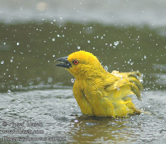 コガネハタオリ チャガシラキンハタオリ Gullvever Wiklacz zólty Tecelão-amarelo Ploceus subaureus African Golden-Weaver Golden Yellow Weaver Gylden væver Kultakutoja Tisserin jaune Goudwever Tessitore Dorato Comune Goldweber Snovač zlatý Tejedor Dorado Yellow Weaver Geelwewer