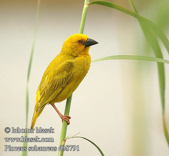 African Golden-Weaver Golden Yellow Weaver Gylden væver Kultakutoja Tisserin jaune Goudwever Tessitore Dorato Comune Goldweber Snovač zlatý Tejedor Dorado Yellow Weaver Geelwewer コガネハタオリ チャガシラキンハタオリ Gullvever Wiklacz zólty Tecelão-amarelo Ploceus subaureus