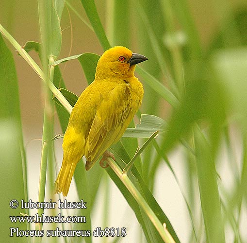 Tisserin jaune Goudwever Tessitore Dorato Comune Goldweber Snovač zlatý Tejedor Dorado Yellow Weaver Geelwewer コガネハタオリ チャガシラキンハタオリ Gullvever Wiklacz zólty Tecelão-amarelo Ploceus subaureus African Golden-Weaver Golden Yellow Weaver Gylden væver Kultakutoja