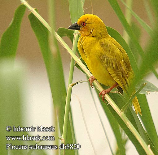 Tejedor Dorado Yellow Weaver Geelwewer コガネハタオリ チャガシラキンハタオリ Gullvever Wiklacz zólty Tecelão-amarelo Ploceus subaureus African Golden-Weaver Golden Yellow Weaver Gylden væver Kultakutoja Tisserin jaune Goudwever Tessitore Dorato Comune Goldweber Snovač zlatý