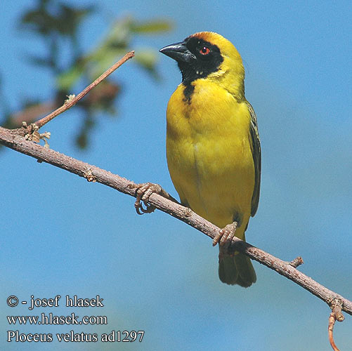 Ploceus velatus Black fronted Southern Masked Weaver African Sydlig Maskevæver Tanzania Mustaposkikutoja Tisserin tête rousse Maskerwever Wetenschappelijk Reichard-wever Tessitore Mascherato Meridionale Maskenweber Snovač žlutý Swartkeelgeelvink Thaga-tale Tejedor Tanzania アフリカハタオリ ミナミメンガタハタオリ Eggegul vever Svartmaskevever Wiklacz maskowy Tecelão mascarilla Tecelão-de-mascarilla Kwera Paji-jekundu