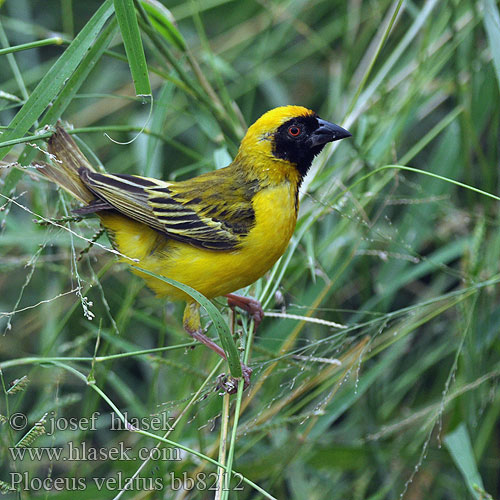 Tisserin tête rousse Maskerwever Wetenschappelijk Reichard-wever Tessitore Mascherato Meridionale Maskenweber Snovač žlutý Swartkeelgeelvink Thaga-tale Tejedor Tanzania アフリカハタオリ ミナミメンガタハタオリ Eggegul vever Svartmaskevever Wiklacz maskowy Tecelão mascarilla Tecelão-de-mascarilla Kwera Paji-jekundu Ploceus velatus Black fronted Southern Masked Weaver African Sydlig Maskevæver Tanzania Mustaposkikutoja