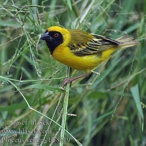 Maskerwever Wetenschappelijk Reichard-wever Tessitore Mascherato Meridionale Maskenweber Snovač žlutý Swartkeelgeelvink Thaga-tale Tejedor Tanzania アフリカハタオリ ミナミメンガタハタオリ Eggegul vever Svartmaskevever Wiklacz maskowy Tecelão mascarilla Tecelão-de-mascarilla Kwera Paji-jekundu Ploceus velatus Black fronted Southern Masked Weaver African Sydlig Maskevæver Tanzania Mustaposkikutoja Tisserin tête rousse