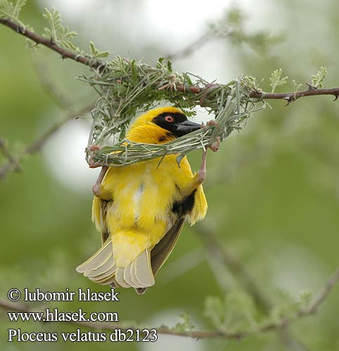 Maskenweber Snovač žlutý Swartkeelgeelvink Thaga-tale Tejedor Tanzania アフリカハタオリ ミナミメンガタハタオリ Eggegul vever Svartmaskevever Wiklacz maskowy Tecelão mascarilla Tecelão-de-mascarilla Kwera Paji-jekundu Ploceus velatus Black fronted Southern Masked Weaver African Sydlig Maskevæver Tanzania Mustaposkikutoja Tisserin tête rousse Maskerwever Wetenschappelijk Reichard-wever Tessitore Mascherato Meridionale