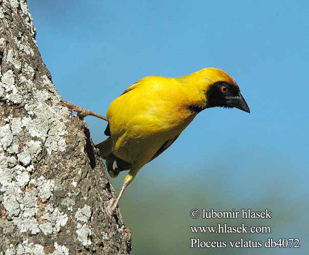 Wiklacz maskowy Tecelão mascarilla Tecelão-de-mascarilla Kwera Paji-jekundu Ploceus velatus Black fronted Southern Masked Weaver African Sydlig Maskevæver Tanzania Mustaposkikutoja Tisserin tête rousse Maskerwever Wetenschappelijk Reichard-wever Tessitore Mascherato Meridionale Maskenweber Snovač žlutý Swartkeelgeelvink Thaga-tale Tejedor Tanzania アフリカハタオリ ミナミメンガタハタオリ Eggegul vever Svartmaskevever