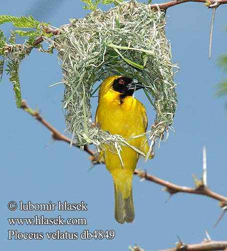 Black fronted Southern Masked Weaver African Sydlig Maskevæver Tanzania Mustaposkikutoja Tisserin tête rousse Maskerwever Wetenschappelijk Reichard-wever Tessitore Mascherato Meridionale Maskenweber Snovač žlutý Swartkeelgeelvink Thaga-tale Tejedor Tanzania アフリカハタオリ ミナミメンガタハタオリ Eggegul vever Svartmaskevever Wiklacz maskowy Tecelão mascarilla Tecelão-de-mascarilla Kwera Paji-jekundu Ploceus velatus