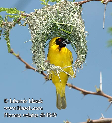 Black fronted Southern Masked Weaver African Sydlig Maskevæver Tanzania Mustaposkikutoja Tisserin tête rousse Maskerwever Wetenschappelijk Reichard-wever Tessitore Mascherato Meridionale Maskenweber Snovač žlutý Swartkeelgeelvink Thaga-tale Tejedor Tanzania アフリカハタオリ ミナミメンガタハタオリ Eggegul vever Svartmaskevever Wiklacz maskowy Tecelão mascarilla Tecelão-de-mascarilla Kwera Paji-jekundu Ploceus velatus