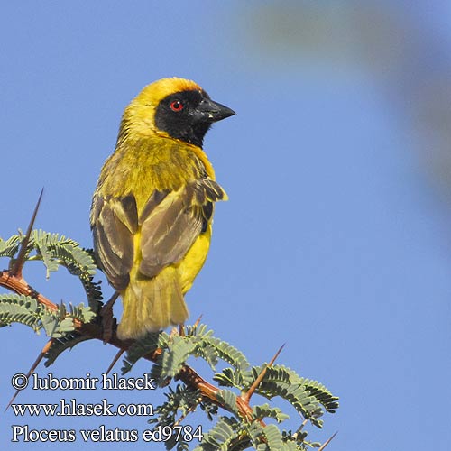 Snovač žlutý Swartkeelgeelvink Thaga-tale Tejedor Tanzania アフリカハタオリ ミナミメンガタハタオリ Eggegul vever Svartmaskevever Wiklacz maskowy Tecelão mascarilla Tecelão-de-mascarilla Kwera Paji-jekundu Ploceus velatus Black fronted Southern Masked Weaver African Sydlig Maskevæver Tanzania Mustaposkikutoja Tisserin tête rousse Maskerwever Wetenschappelijk Reichard-wever Tessitore Mascherato Meridionale Maskenweber