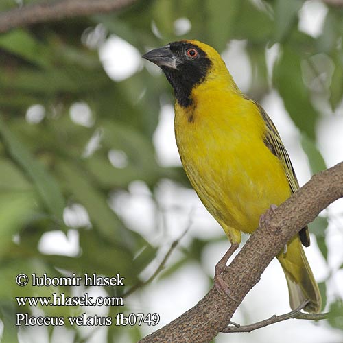 Swartkeelgeelvink Thaga-tale Tejedor Tanzania アフリカハタオリ ミナミメンガタハタオリ Eggegul vever Svartmaskevever Wiklacz maskowy Tecelão mascarilla Tecelão-de-mascarilla Kwera Paji-jekundu Ploceus velatus Black fronted Southern Masked Weaver African Sydlig Maskevæver Tanzania Mustaposkikutoja Tisserin tête rousse Maskerwever Wetenschappelijk Reichard-wever Tessitore Mascherato Meridionale Maskenweber Snovač žlutý