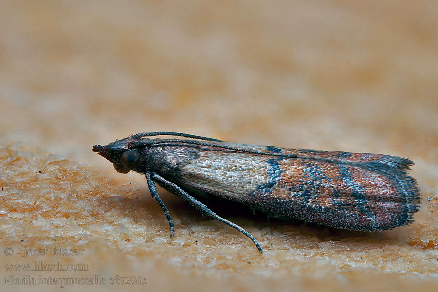 Zavíječ paprikový Dörrobstmotte Indianmeal moth Plodia interpunctella