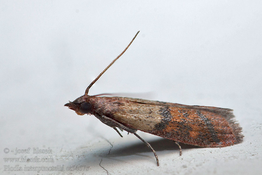 Dörrobstmotte Indianmeal moth Vijačka papriková Plodia interpunctella