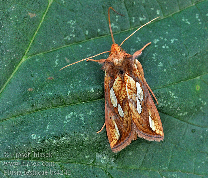 Plusia festucae Gold Spot Goldeule