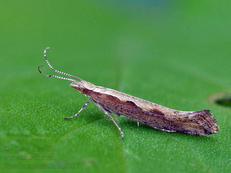 Plutella xylostella Molička kapustová Teigne crucifères choux