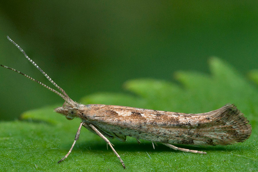 Kohlschabe Plutella xylostella