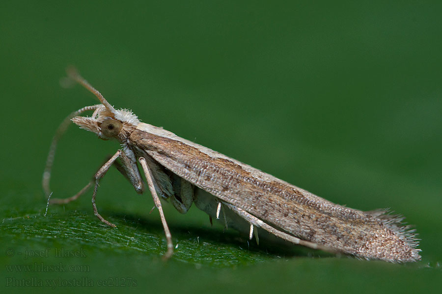 Teigne crucifères choux Plutella xylostella