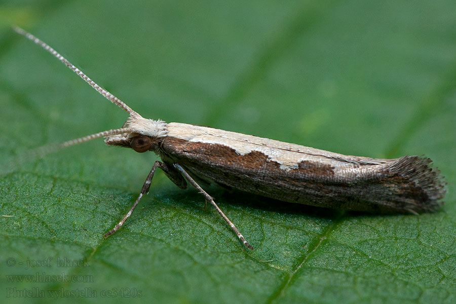 Káposztamoly Plutella xylostella