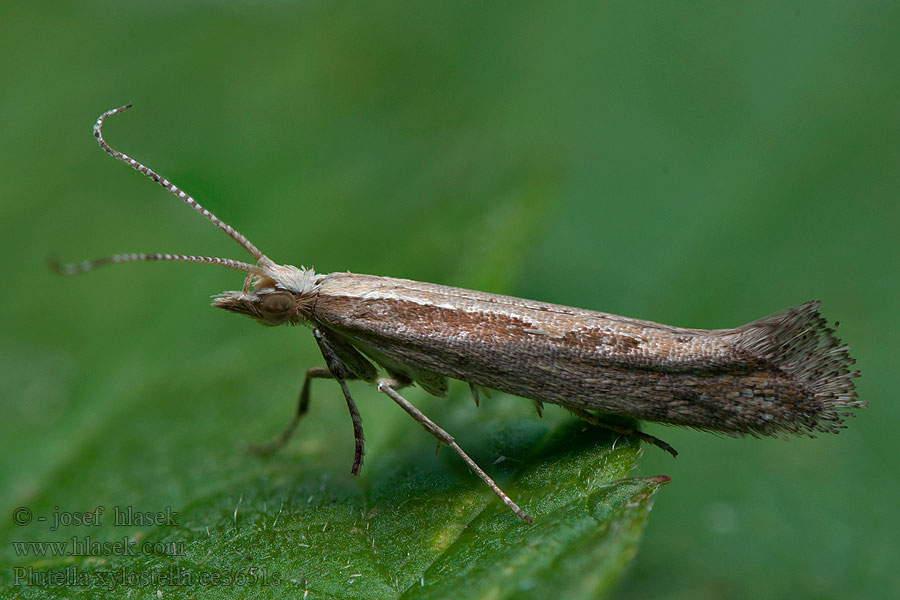 Kaalikoi Plutella xylostella