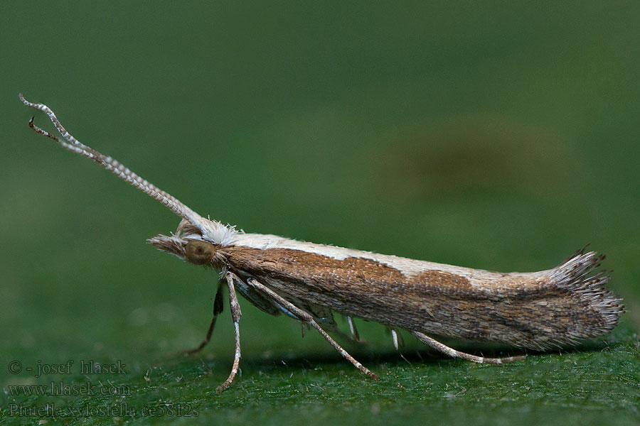 Kålmal Plutella xylostella