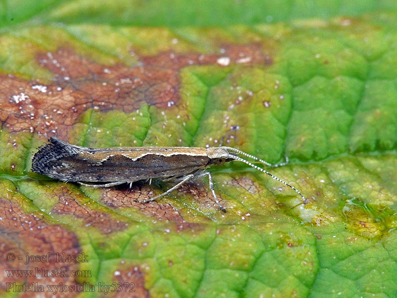 Plutella xylostella Palomilla dorso de diamante コナガ 小菜蛾