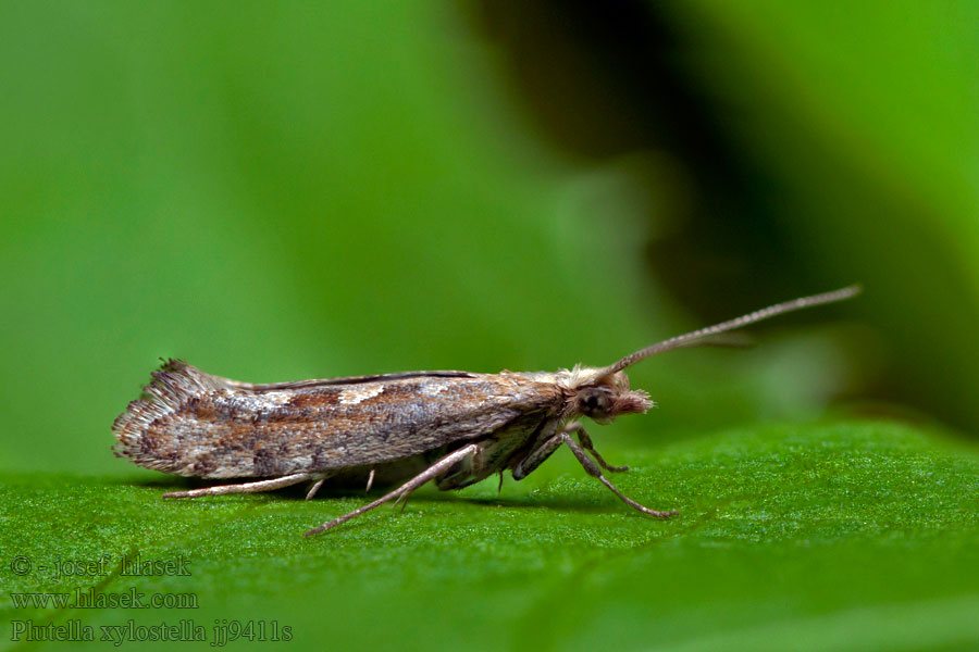 Zápředníček polní Kohlschabe Diamondback moth Plutella xylostella