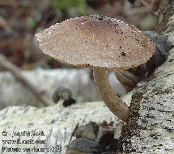 Pluteus cervinus a7330