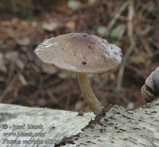 Pluteus cervinus a7334