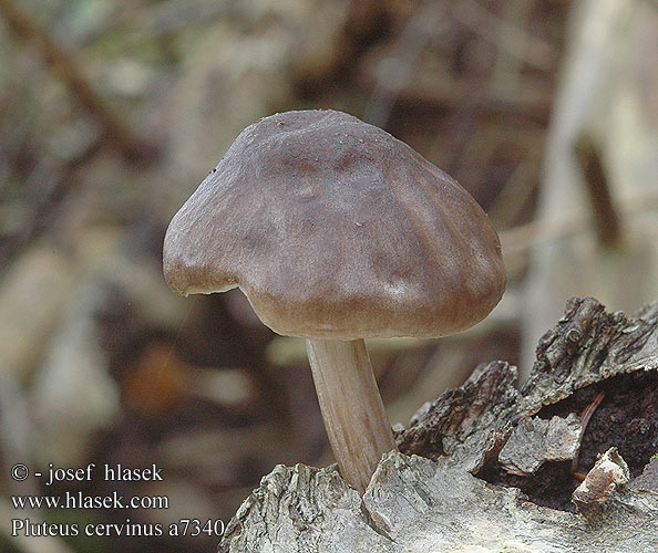 Pluteus cervinus a7340