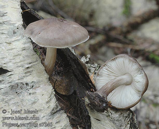 Pluteus cervinus Štítovka jelenia jelení Sköldskivling atricapillus Agaricus eximius curtisii latus lividus pluteus rigens bullii Vanlig skjermsopp Плютей олений ウラベニガサ属 Jelenova ščitovka Deer Shield Sodfarvet skærmhat Koivulahorusokas Gewone hertezwam Barna csengettyűgomba Rehbrauner Dachpilz Łuskowiec jeleni