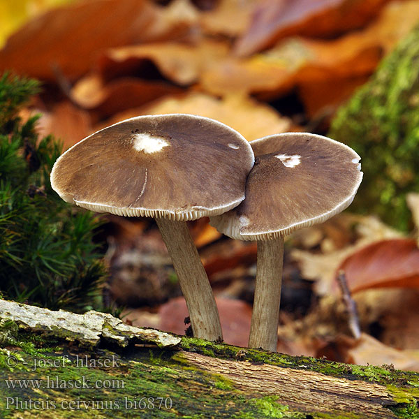 Štítovka jelení jelenia Sköldskivling atricapillus Agaricus eximius curtisii latus lividus pluteus rigens bullii Vanlig skjermsopp Плютей олений ウラベニガサ属 Jelenova ščitovka Deer Shield Sodfarvet skærmhat Koivulahorusokas Gewone hertezwam Barna csengettyűgomba Rehbrauner Dachpilz Łuskowiec jeleni Pluteus cervinus