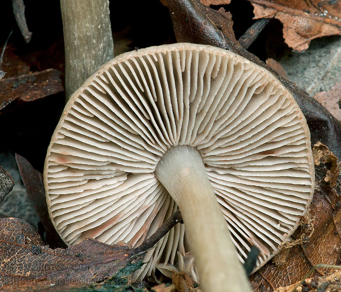 Pluteus cinereofuscus Štítovka šedohnědá Graubrauner Dachpilz