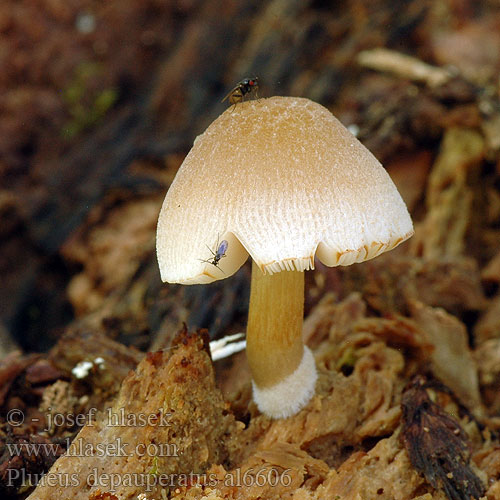 Pluteus depauperatus plautus dryophiloides Štítovka chudobná Drobnołuszczak ochrowobrązowy Geriefter Dachpilz Plutée beige blanc Valjulahorusokas Štítovka zamatová Satin Shield