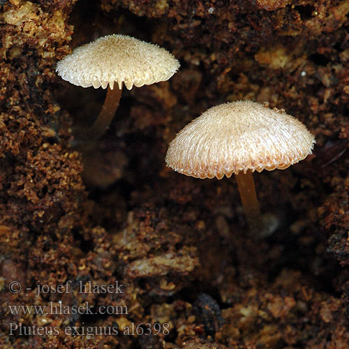 Pluteus exiguus al6398