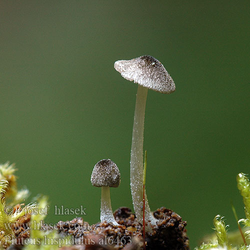 Pluteus hispidulus al6463